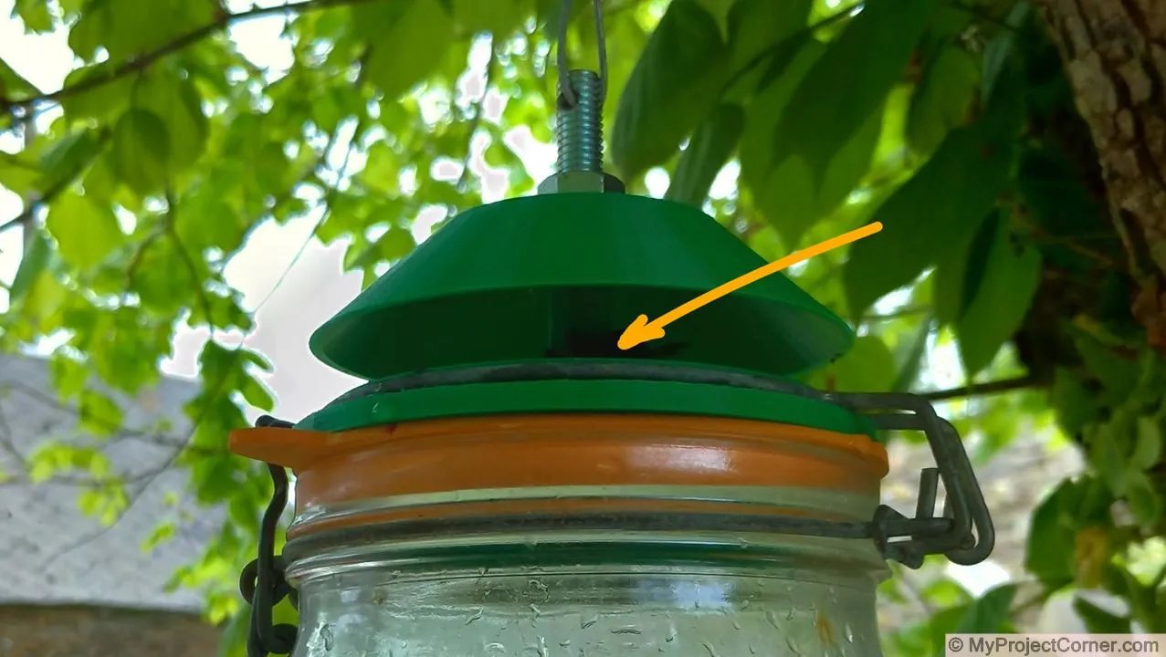 Addition of chicken poo to help attract flies