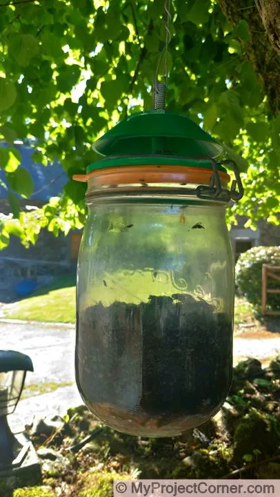 Storage jar fly trap filling up with flies