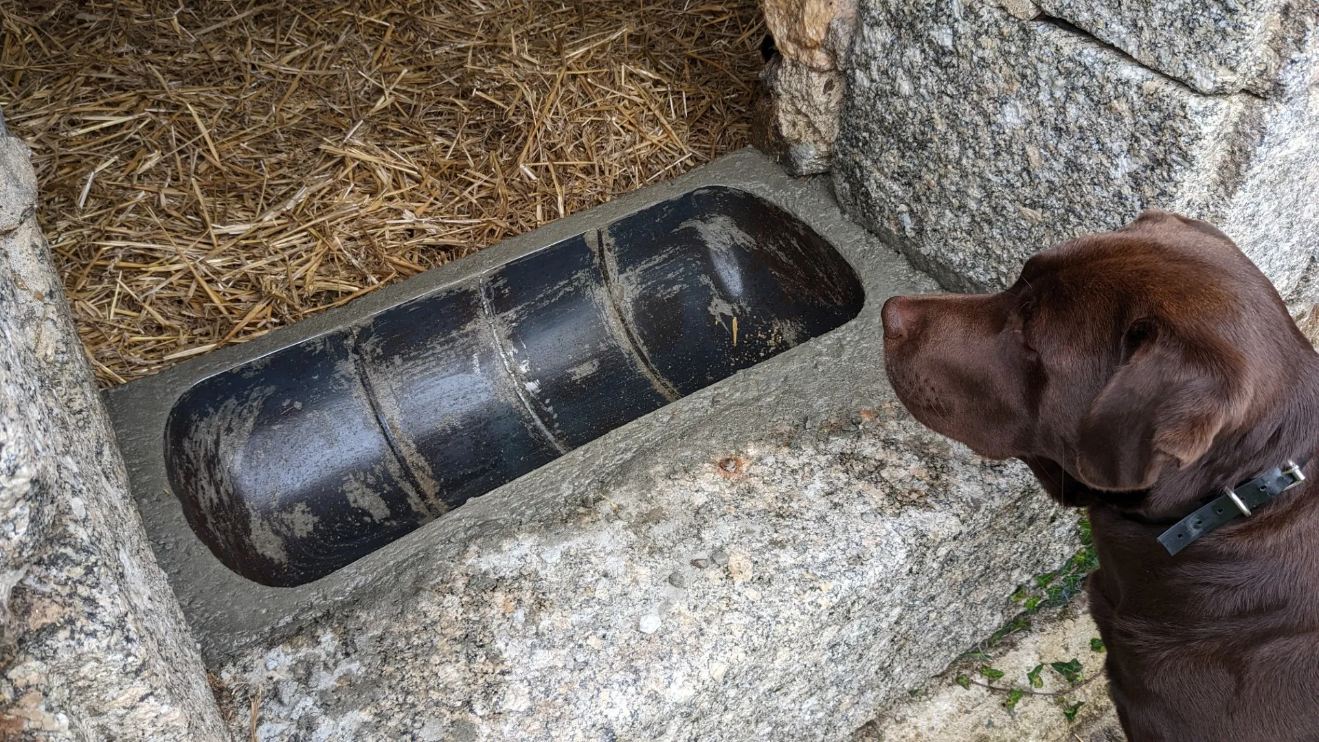 chocolate labrador checking out diy gas bottle feeding trough