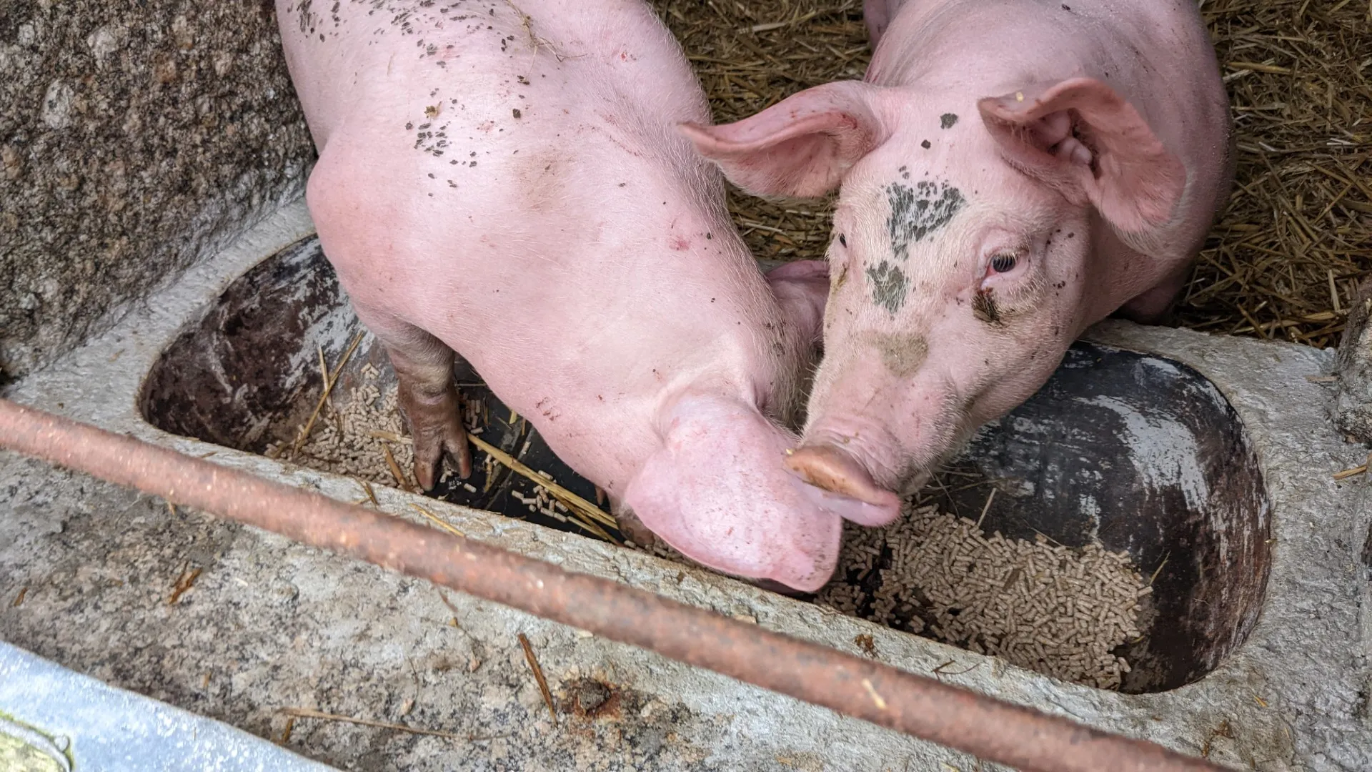 The finished gas bottle pig trough in use