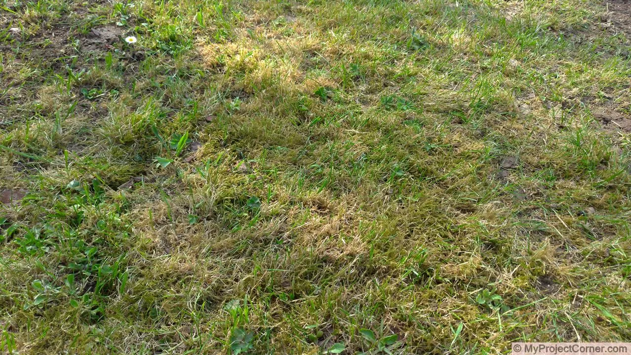 Lawn to be scarified