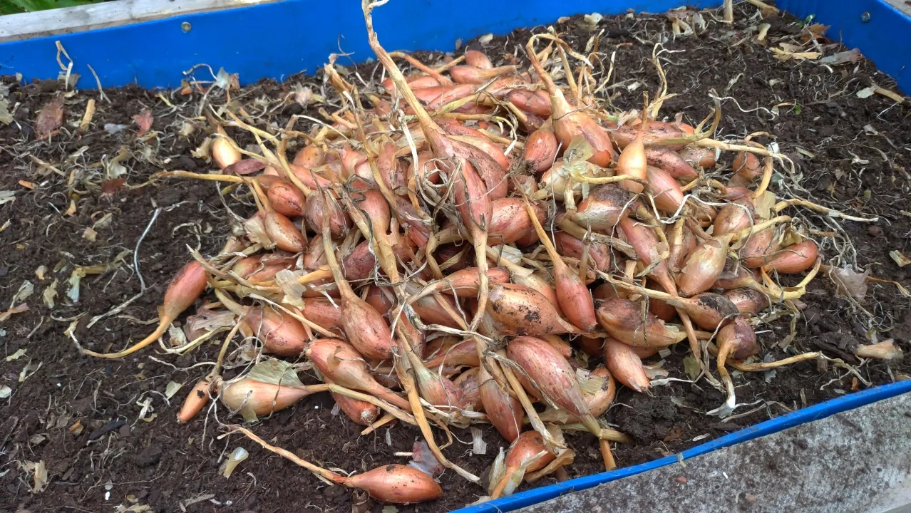 The shallot harvest