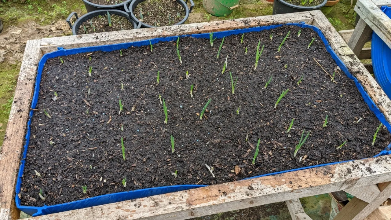 planting oinion sets in barrel planter