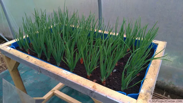 Recycled Planter for the Greenhouse