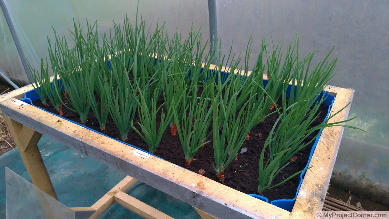 Finished Planter with Shallots Growing in it