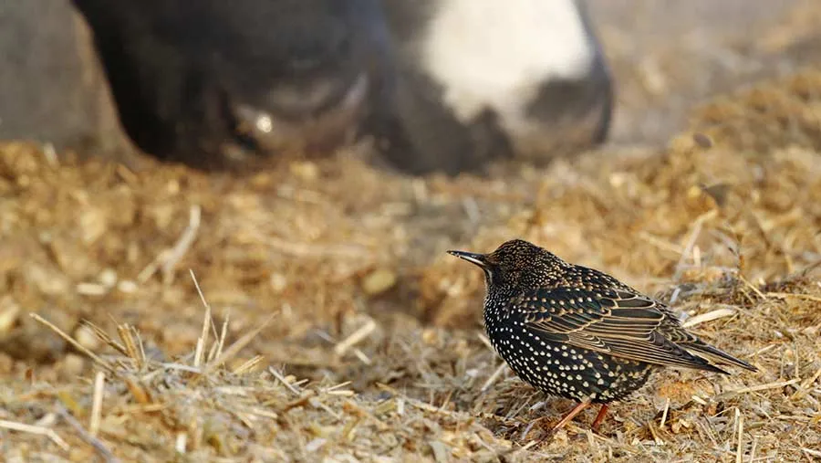 starling eating with cow