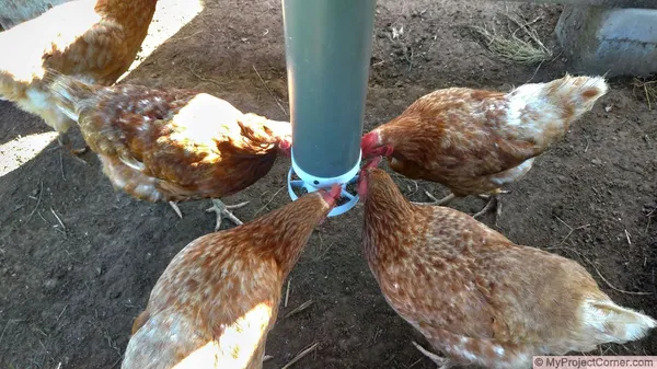 3D Printed Chicken Feeder