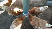 3D Printed Chicken Feeder