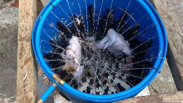 Plucking Multiple Chickens