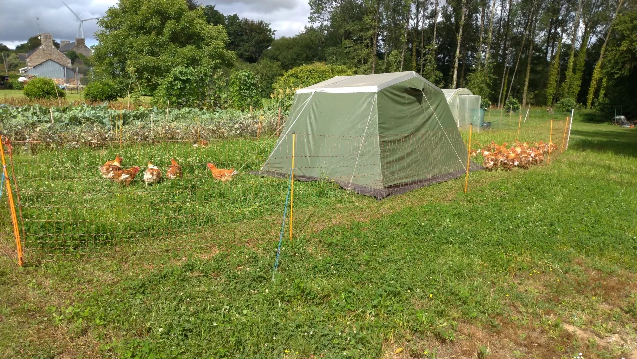Using a tent as a chicken shelter