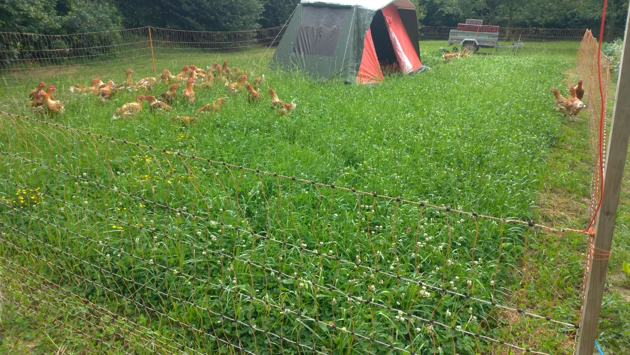 Using a tent as a chicken shelter