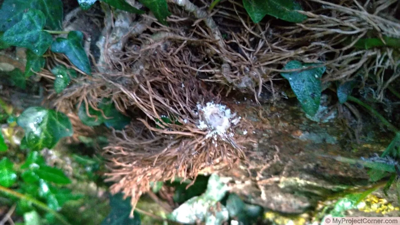 Hole drilled in ivy stem ready for 3D printed Ivy killer
