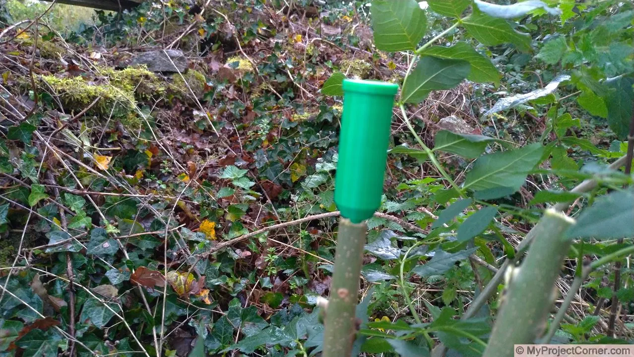 My 3D printed Ivy killer in an ash tree sapling