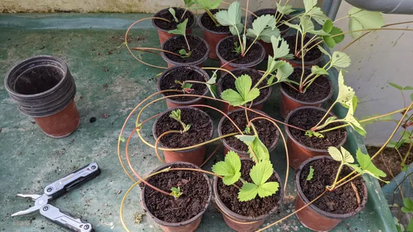 Growing New Strawberry Plants
